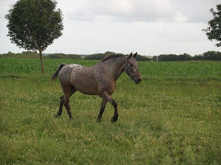 Knabstrupper *SOLGT* - Dusty Dot billede 12