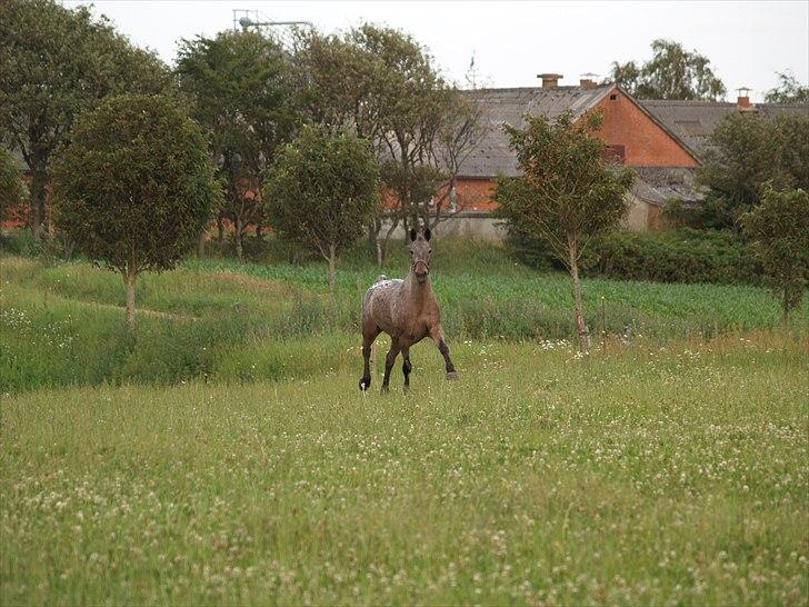 Knabstrupper *SOLGT* - Dusty Dot billede 13