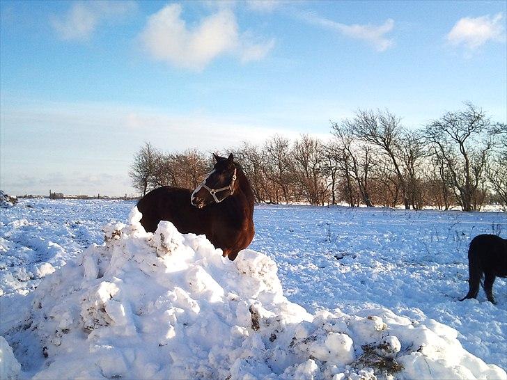 Dansk Varmblod Isabella - Taget d. 26/11 2010 billede 8