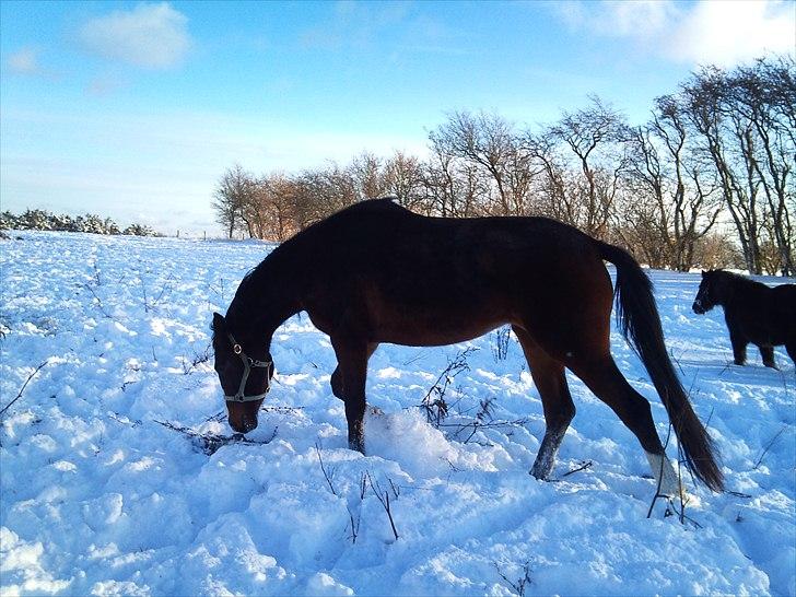 Dansk Varmblod Isabella - Taget d. 26/11 2010 billede 9