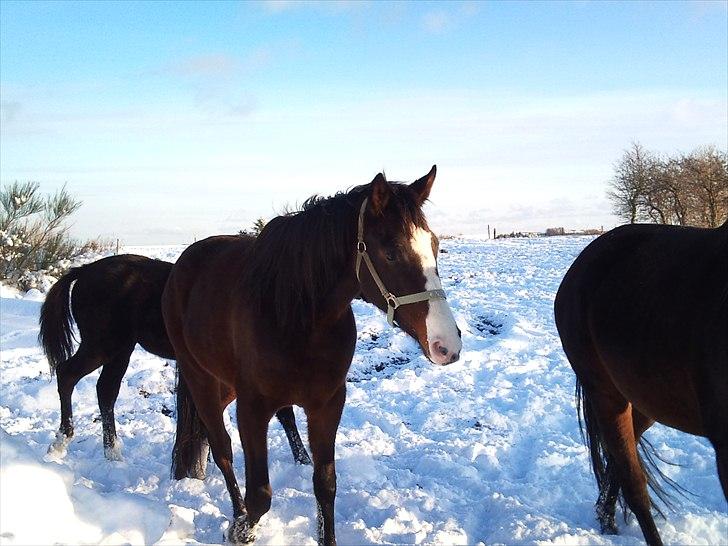 Dansk Varmblod Isabella - Taget d. 26/11 2010 billede 10
