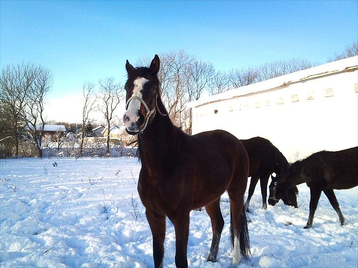 Dansk Varmblod Isabella - Taget d. 26/11 2010 billede 12