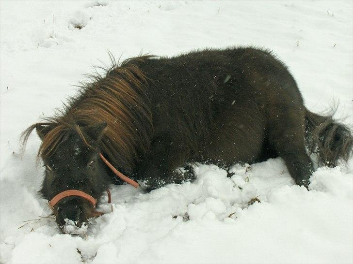 Shetlænder speedy billede 17