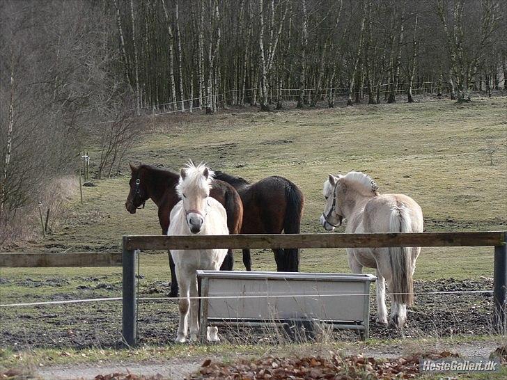 Fjordhest Freja Skinfax *himmelhest* - sammen med Skovgaardens Frida (*RIP*), Jasmin og Josefine. Og Freja har her stadig sin smukke hale... billede 8