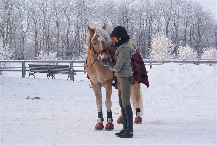 Haflinger STACHUS - Stachus og jeg efter endt undervisning den 28 december 2010 Fotograf: min mor billede 16
