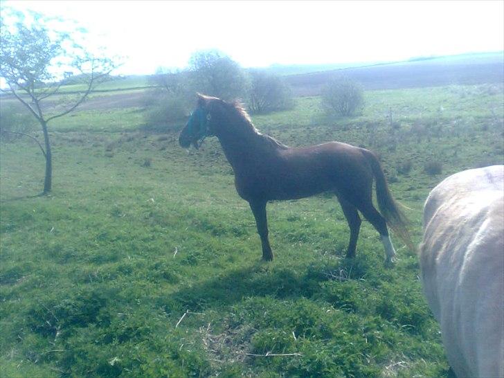 Hollandsk Sportspony Essy - pensionist - Hun er smuk og lidt nysgerrig... billede 17