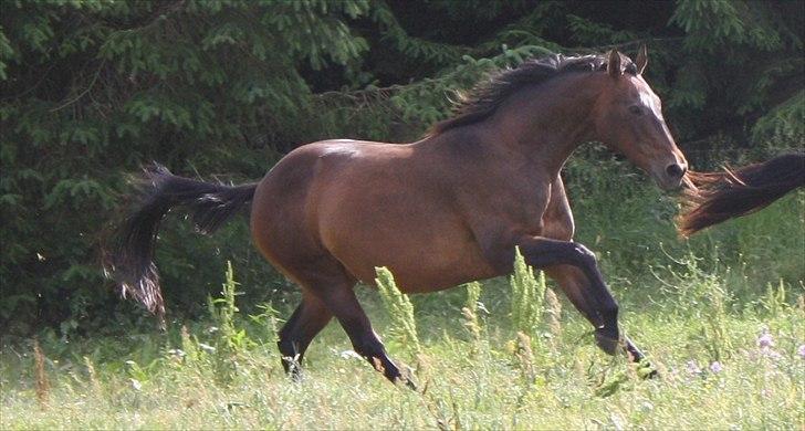 Dansk Varmblod Vestergåtde Ann (AFLIVET) billede 9