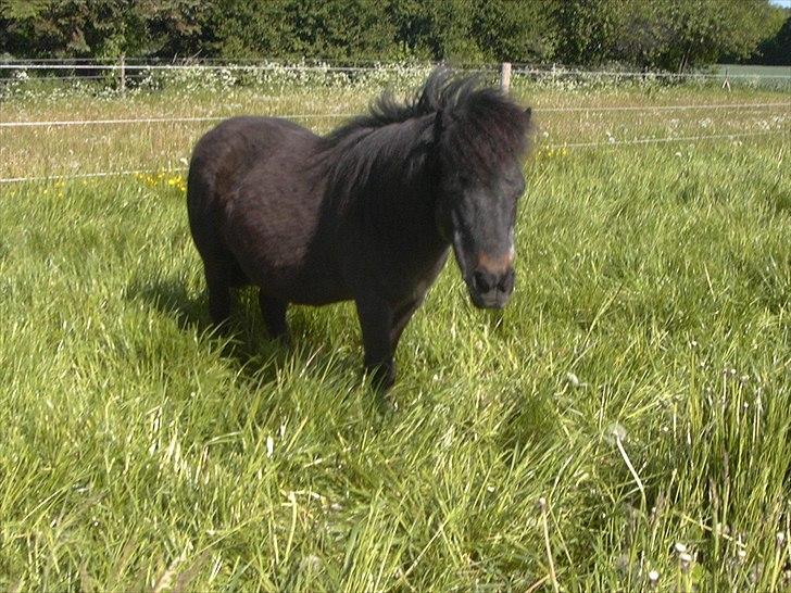 Anden særlig race Fifi R.I.P billede 1