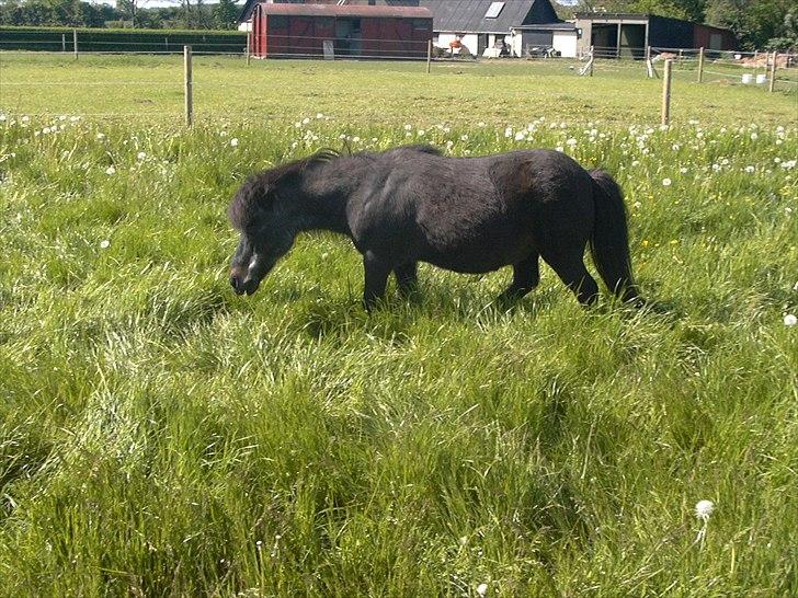 Anden særlig race Fifi R.I.P billede 2