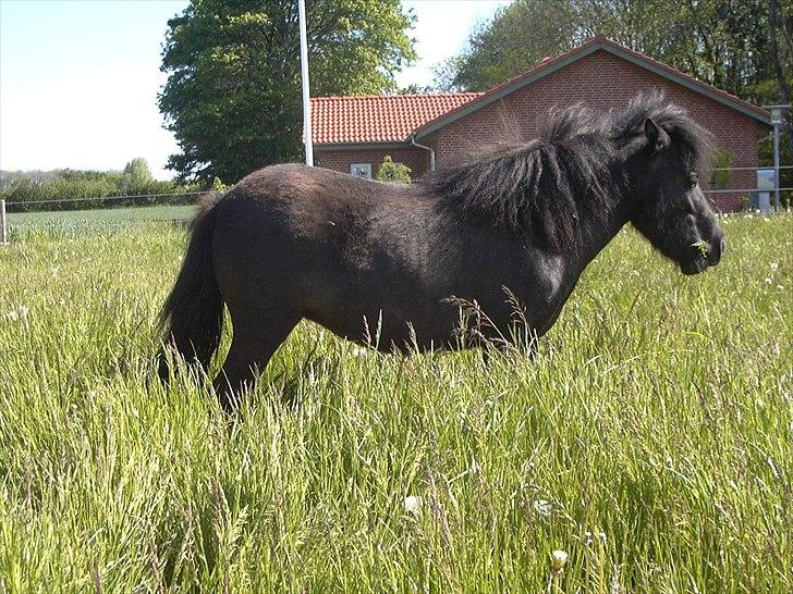 Anden særlig race Fifi R.I.P billede 3