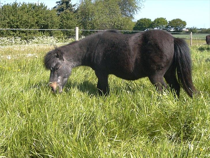 Anden særlig race Fifi R.I.P billede 4