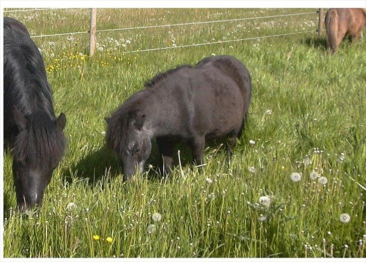 Anden særlig race Fifi R.I.P billede 5