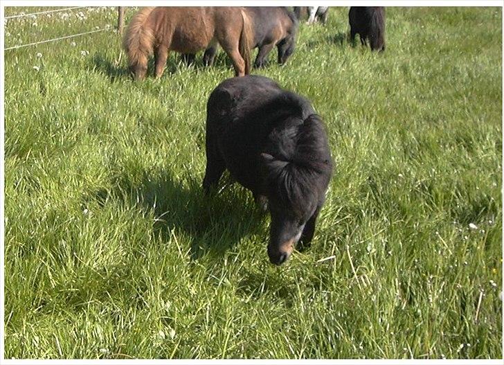 Anden særlig race Fifi R.I.P billede 6