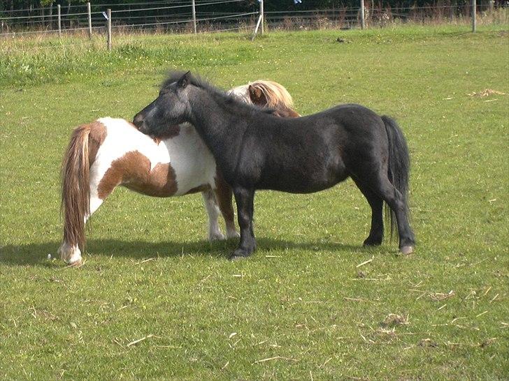 Anden særlig race Fifi R.I.P billede 7