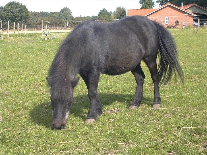 Anden særlig race Fifi R.I.P billede 8