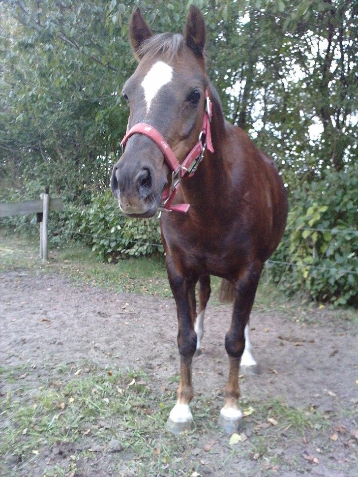 Welsh Pony (sec B) Starla af Ferslev - Søde Starla <3 billede 12