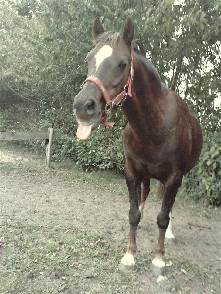 Welsh Pony (sec B) Starla af Ferslev - Slemme pige :D <3 billede 13