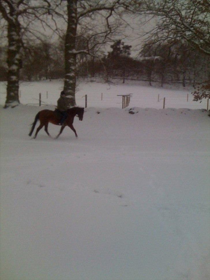 Arabisk fuldblod (OX) Markus OX *SOLGT* Soulmate - Vinter  2010 billede 10