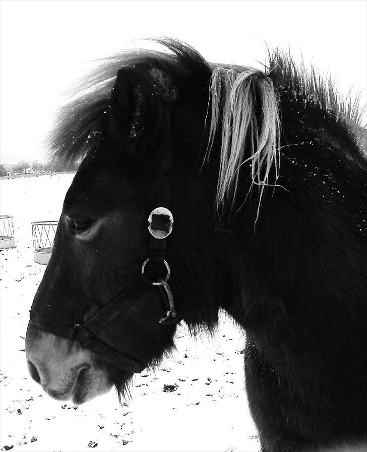 Islænder Herodes <3 billede 18