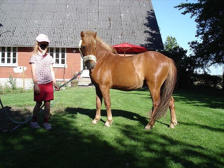 Anden særlig race nemo - SOLGT billede 7