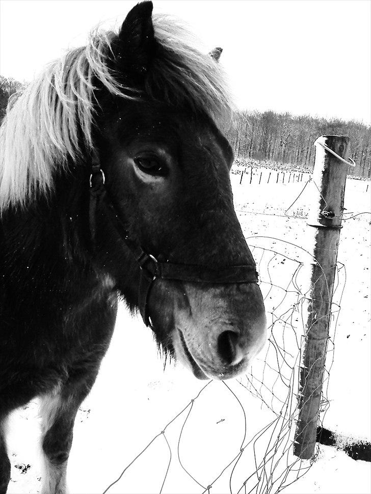 Islænder Herodes <3 billede 19