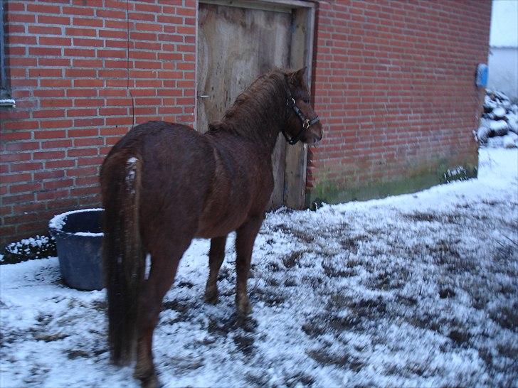 Anden særlig race nemo - SOLGT billede 11