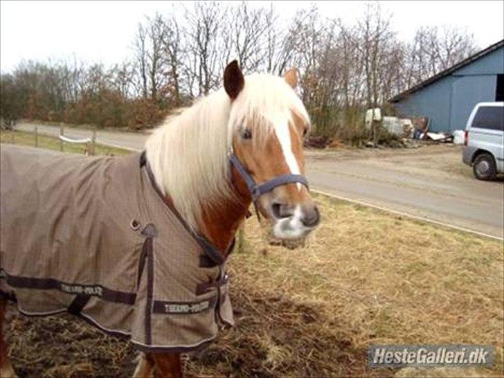 Haflinger Mille <3 Solgt - velkommen til milles profil :)  billede 1