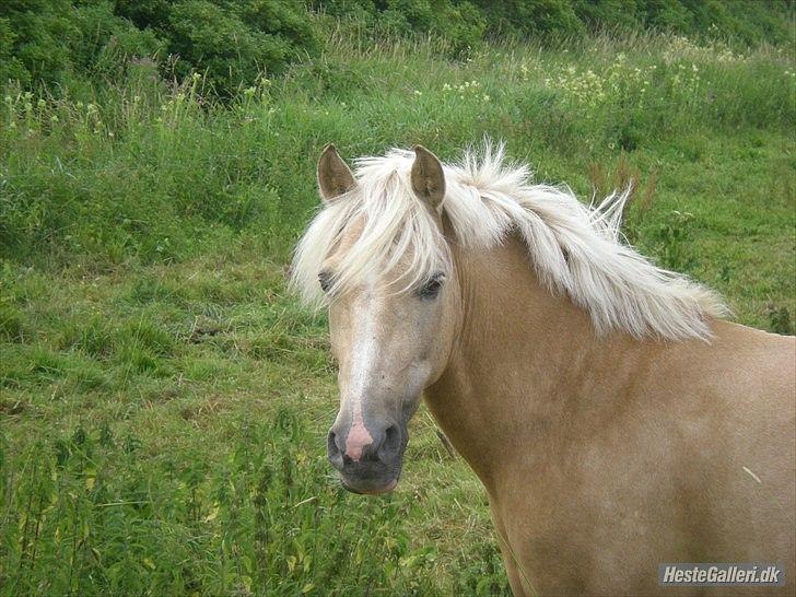 Palomino Max Motor - B-pony - SAVNET! :-( - Jeg elsker dig!<3 billede 20