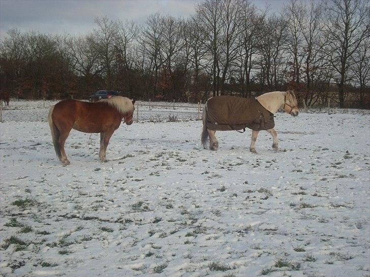Haflinger Mille <3 Solgt - mille den smukke røde billede 4
