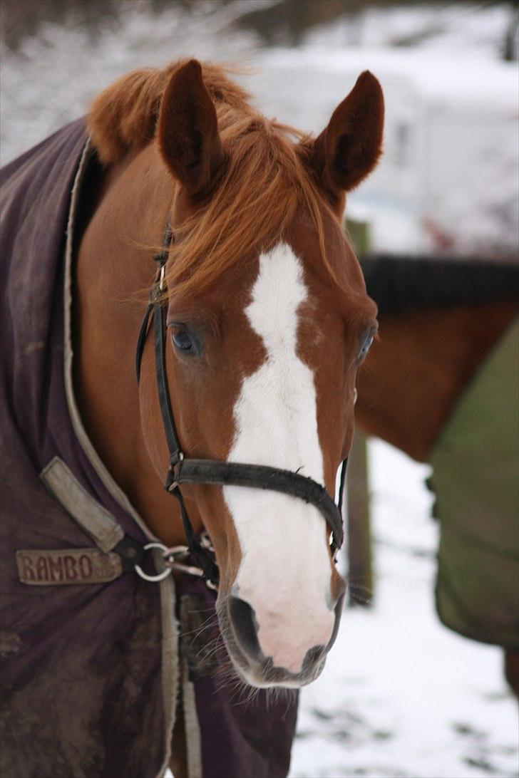 Dansk Varmblod Feldbæks Chicco  - Sne billede :b billede 17