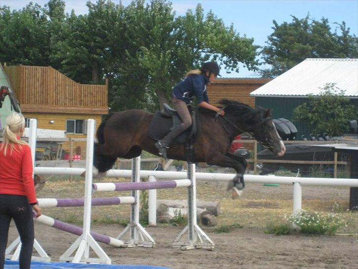 Welsh Cob (sec D) Spirit billede 4