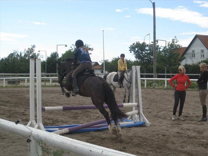 Welsh Cob (sec D) Spirit billede 5