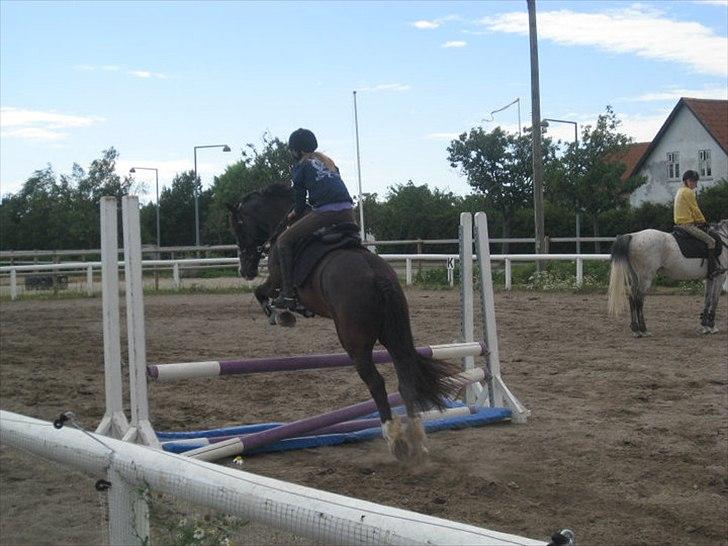 Welsh Cob (sec D) Spirit billede 6