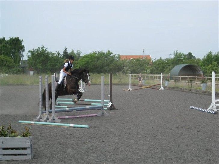 Welsh Cob (sec D) Spirit billede 8