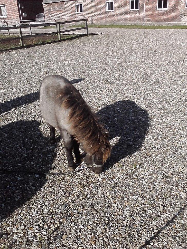 Miniature Baby  billede 8