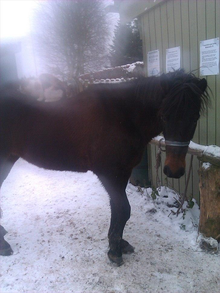 New Forest Bella - Dejlig sne <3 billede 4