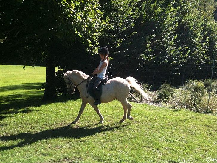 Welsh Mountain (sec A) Walter/Minells Ducell - samlet galop ;) vi kan alt vi vil alt og vi elsker hinanden <3 billede 5