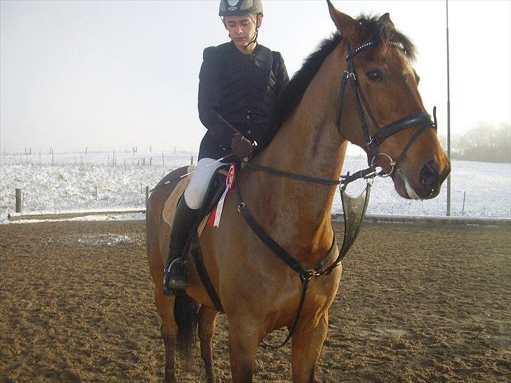 Holstener Rocco - mit og roccos første sttævne billede 11