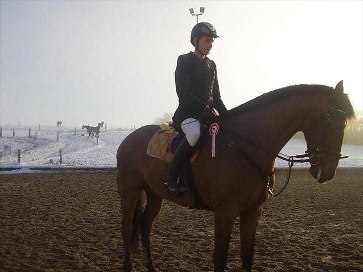 Holstener Rocco - en fin rød rossete billede 12