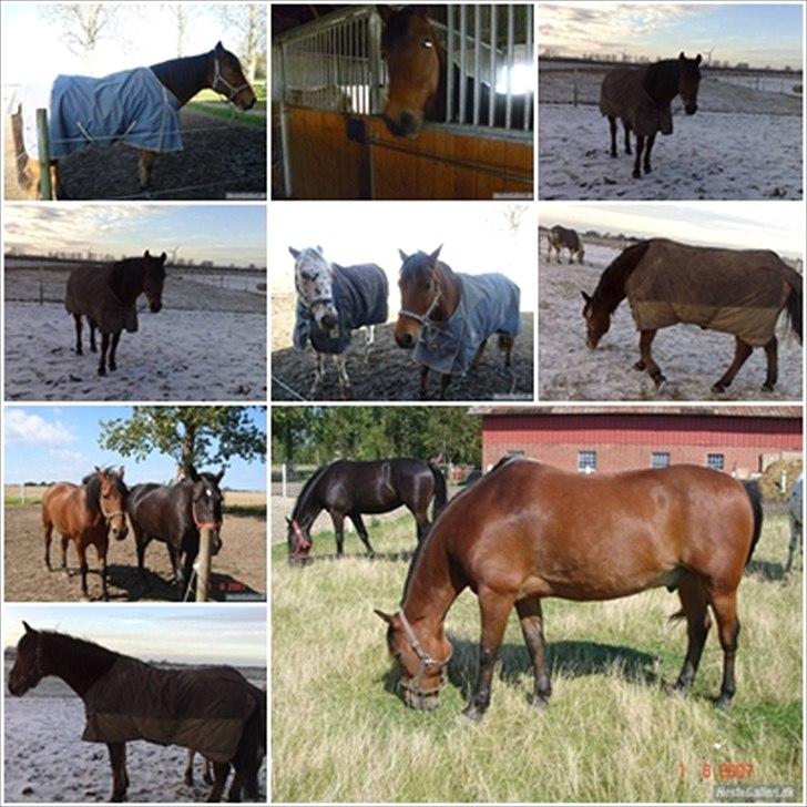 Anden særlig race Balder [Himmelhest] billede 11