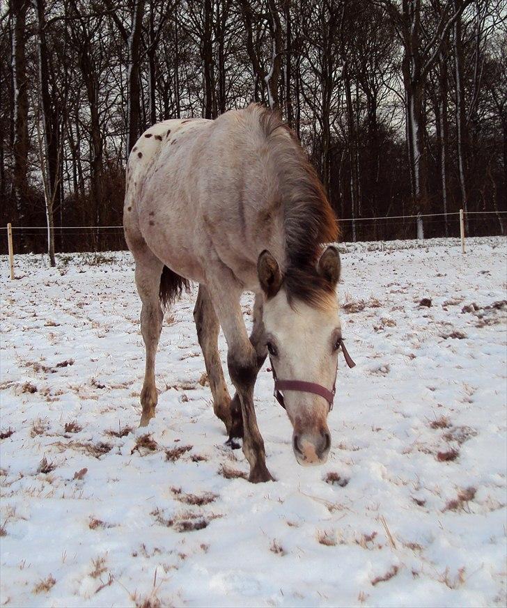 Anden særlig race Royal Z Surprise billede 18