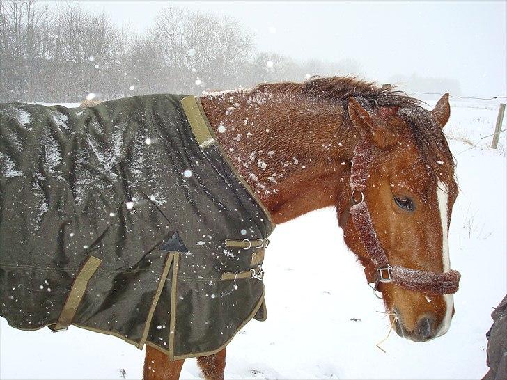 Anden særlig race Kasmir -solgt & elsket <3 billede 12
