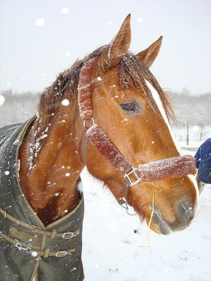Anden særlig race Kasmir -solgt & elsket <3 billede 13
