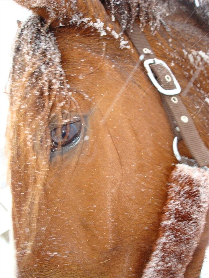 Anden særlig race Kasmir -solgt & elsket <3 billede 1