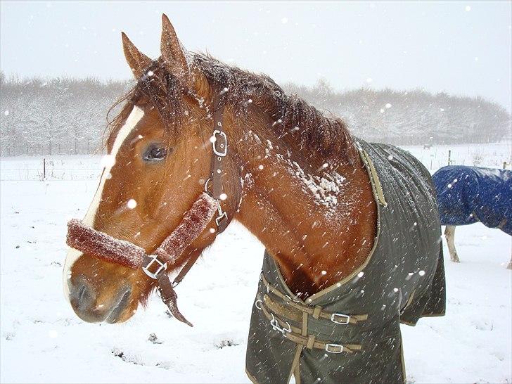 Anden særlig race Kasmir -solgt & elsket <3 billede 16
