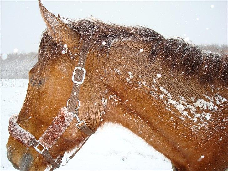 Anden særlig race Kasmir -solgt & elsket <3 billede 17