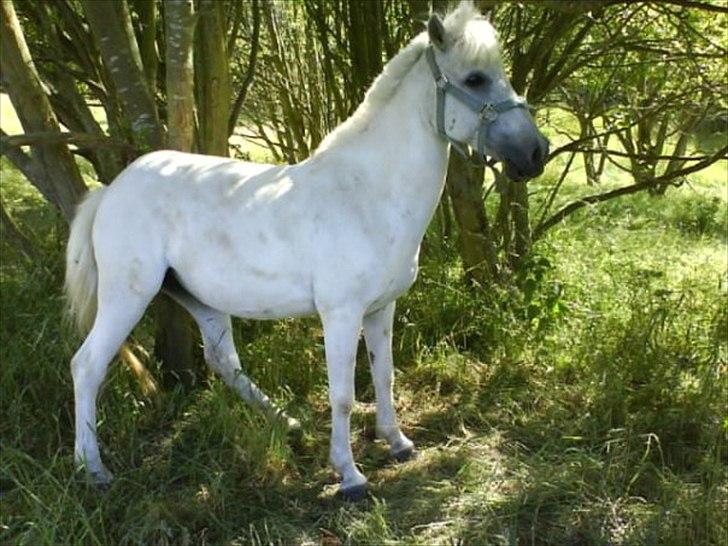 Anden særlig race Tøsen - det er godt det her billede 14