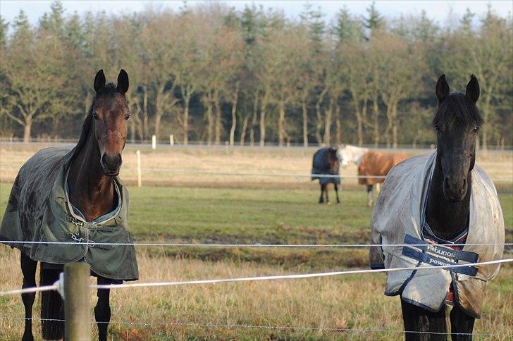 Dansk Varmblod Hosianna *Solgt* - Lupin & Hosianna stod i et godt skud og så tog jeg det - Fotograf - Maiken Nielsen (Mig) billede 14