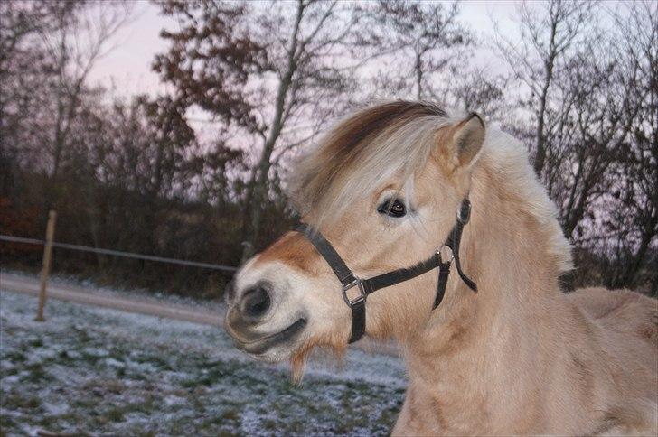 Fjordhest fraja billede 22