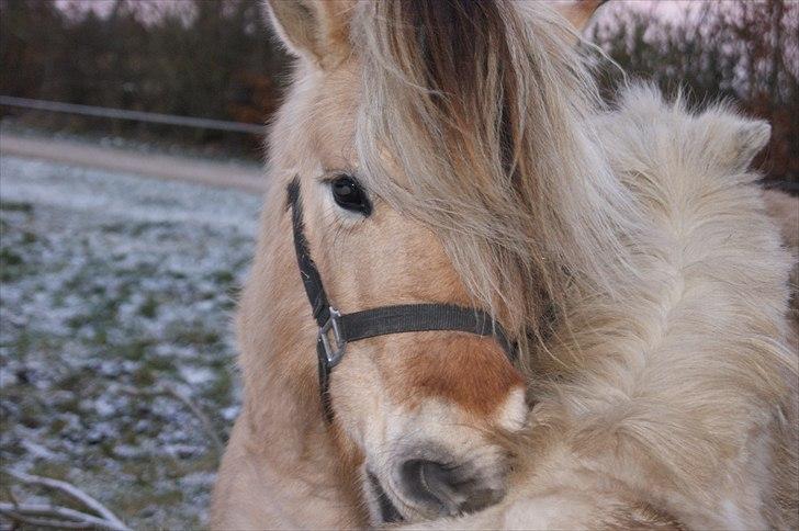 Fjordhest fraja billede 23